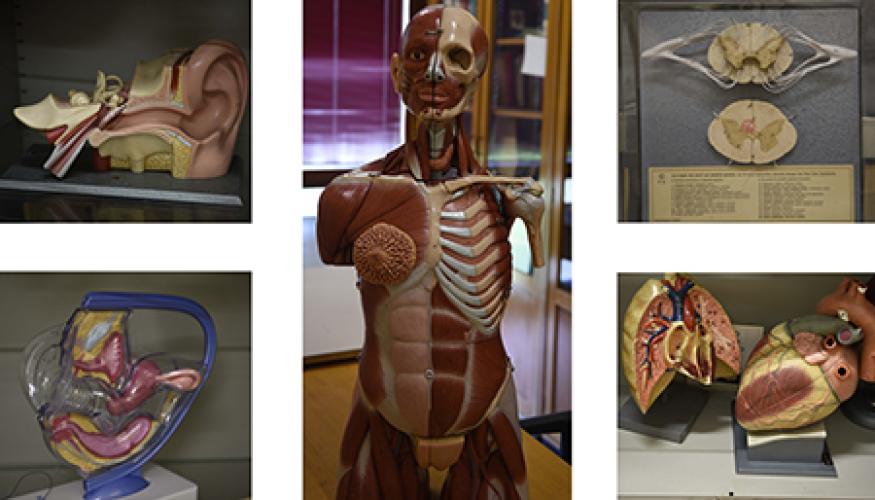 MODELLI ANATOMICI